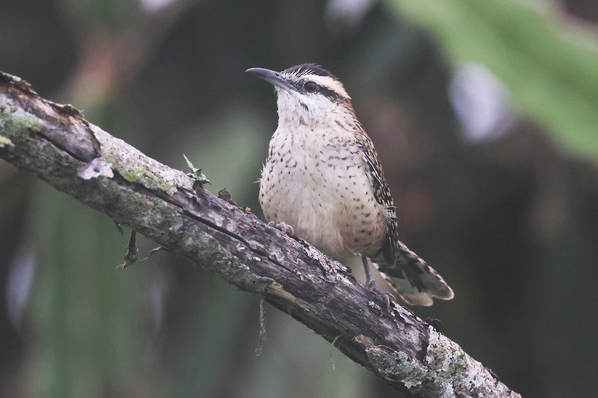 Veracruz Wren - ML647761169