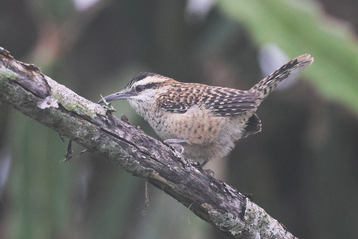 Veracruz Wren - ML647761170