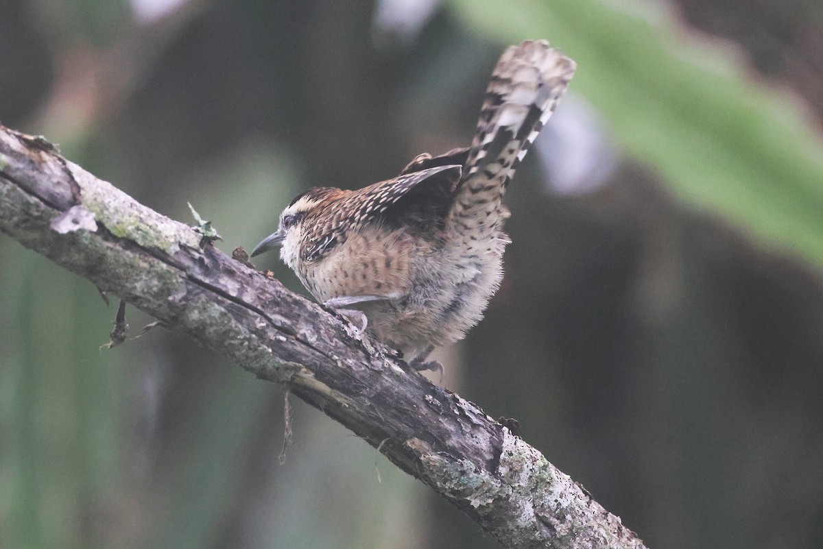 Veracruz Wren - ML647761171
