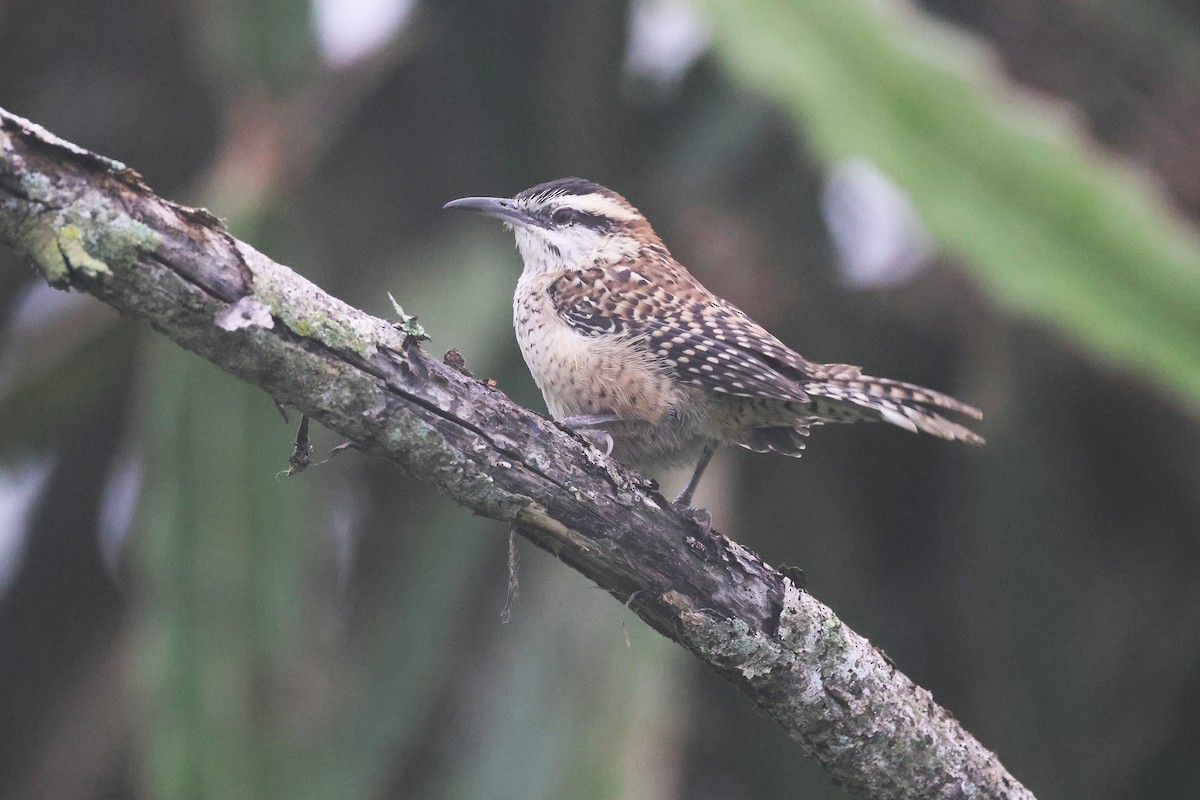 Veracruz Wren - ML647761172
