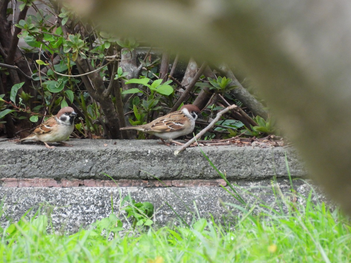 דרור הרים - ML647761176