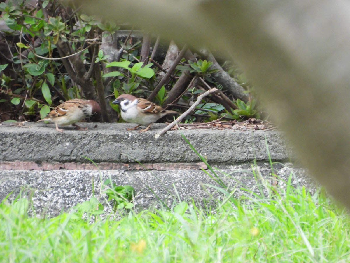 דרור הרים - ML647761177