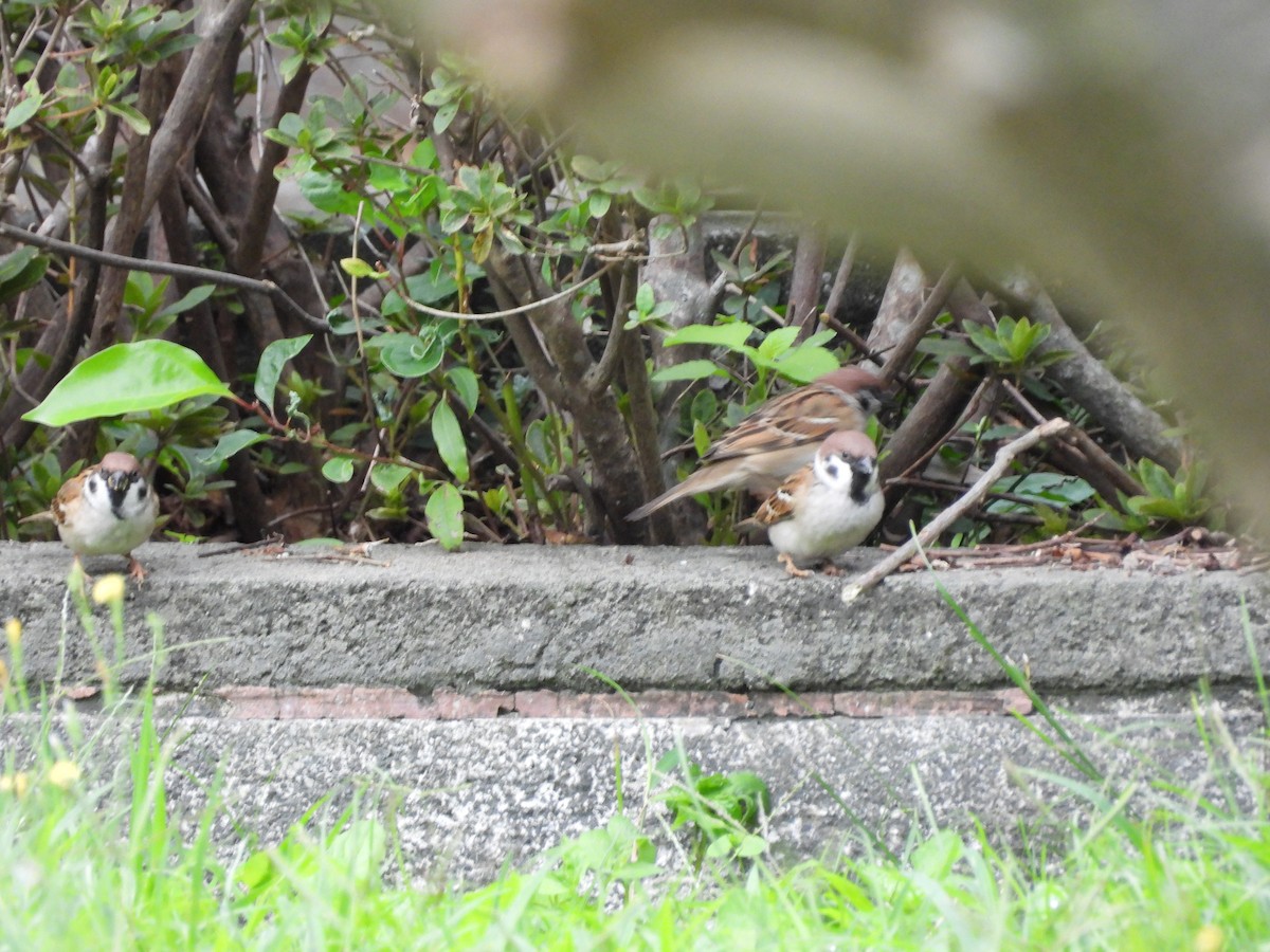 דרור הרים - ML647761178
