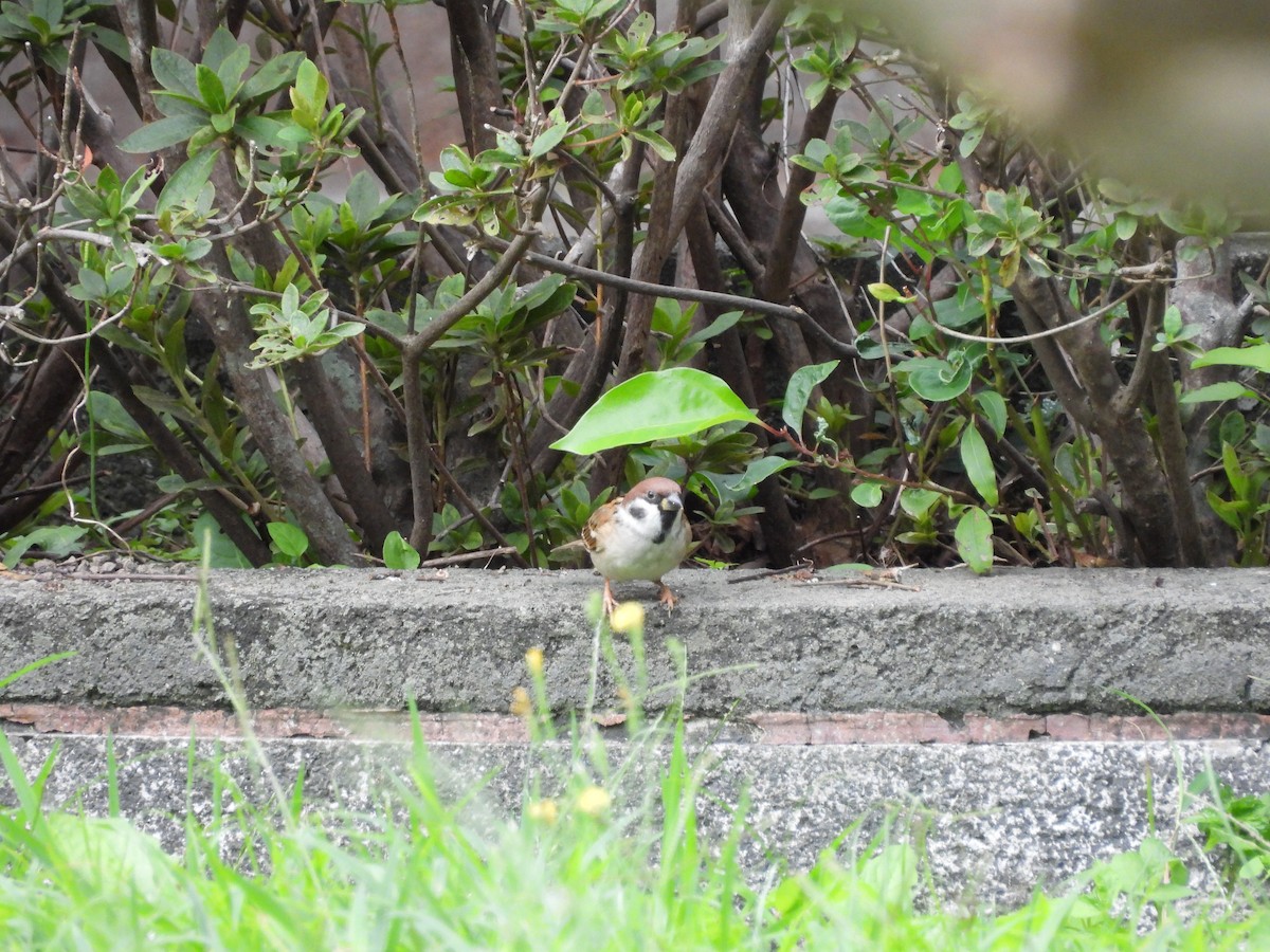 דרור הרים - ML647761179