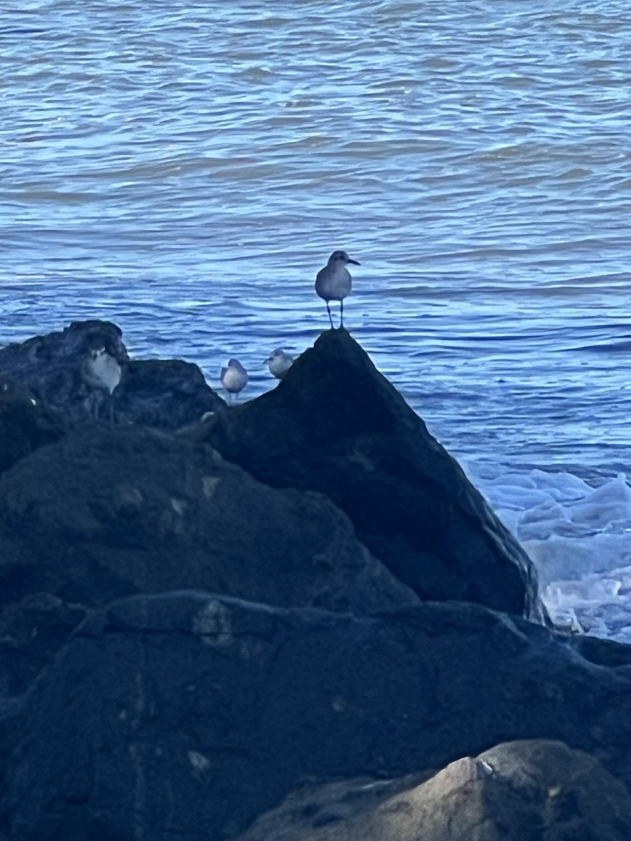 חופזי מנומר - ML647761181