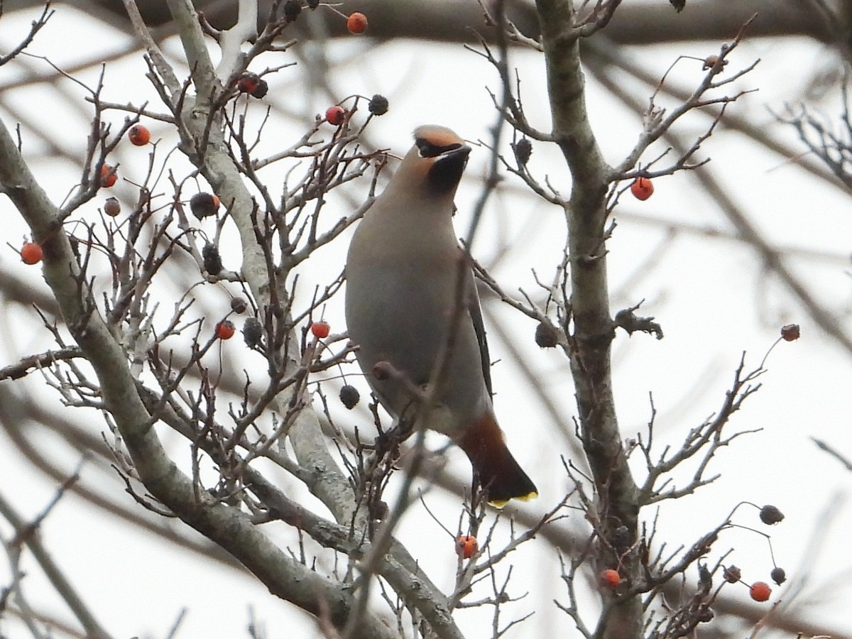 ציצנית - ML647761186