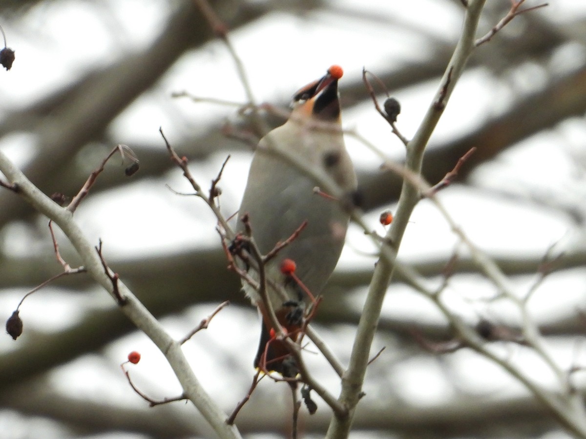 ציצנית - ML647761187