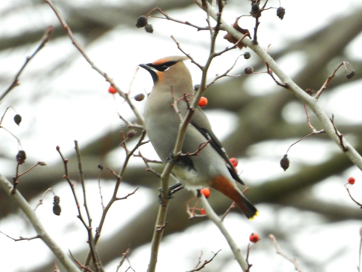 ציצנית - ML647761188