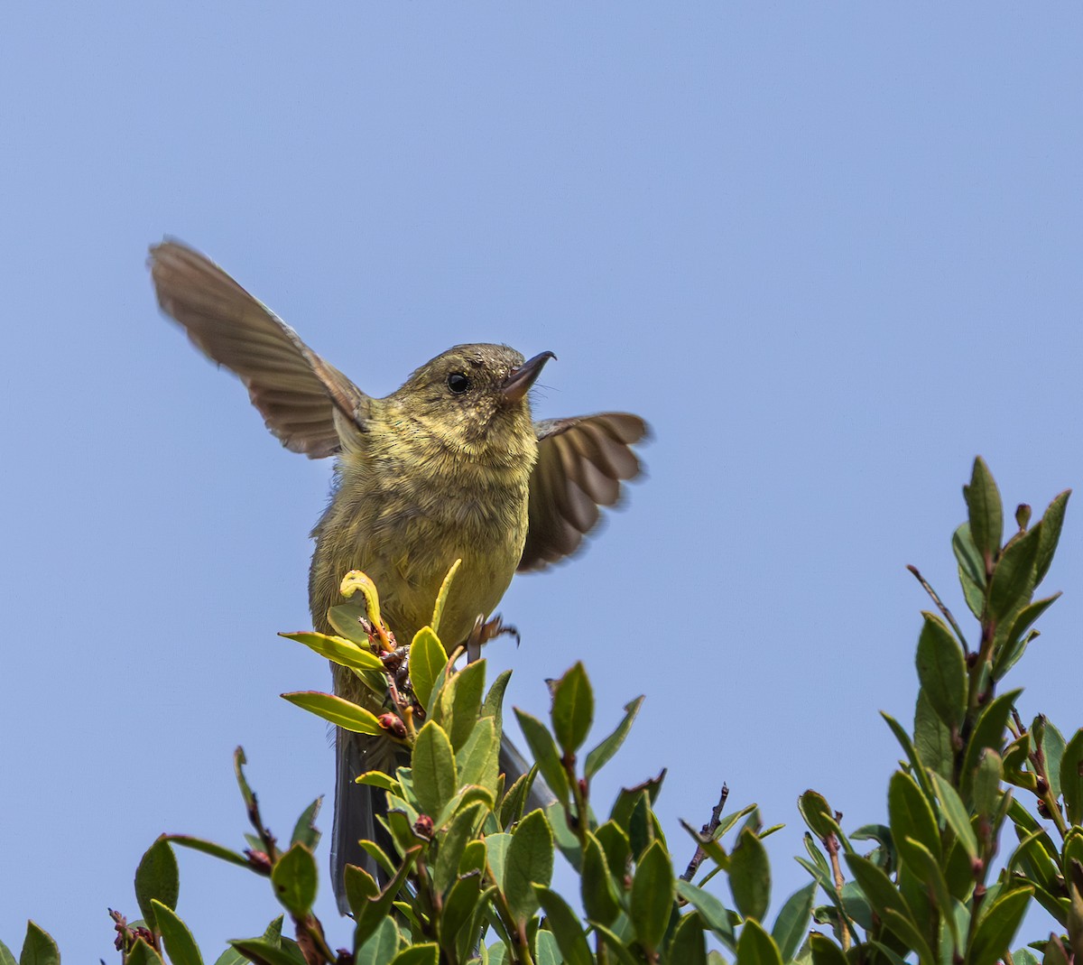 Slaty Flowerpiercer - ML647761189