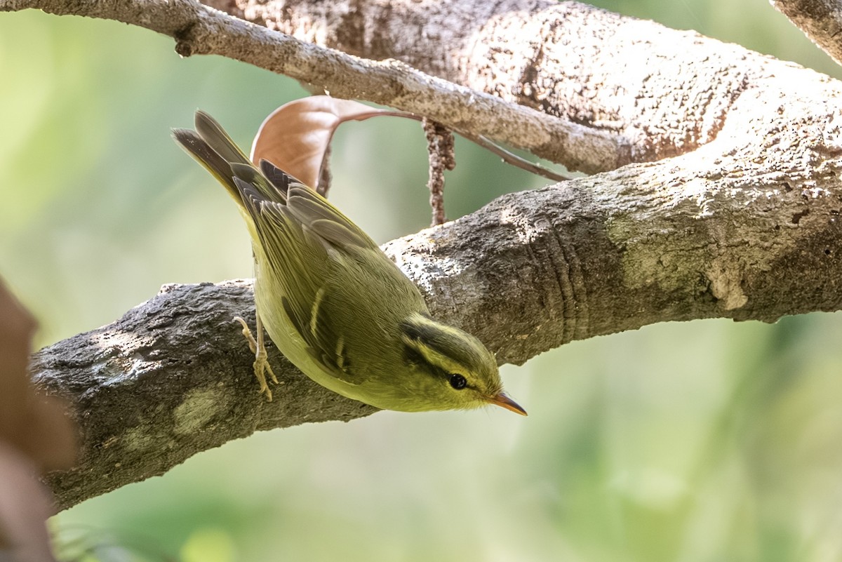 Hartert's Leaf Warbler - ML647761192