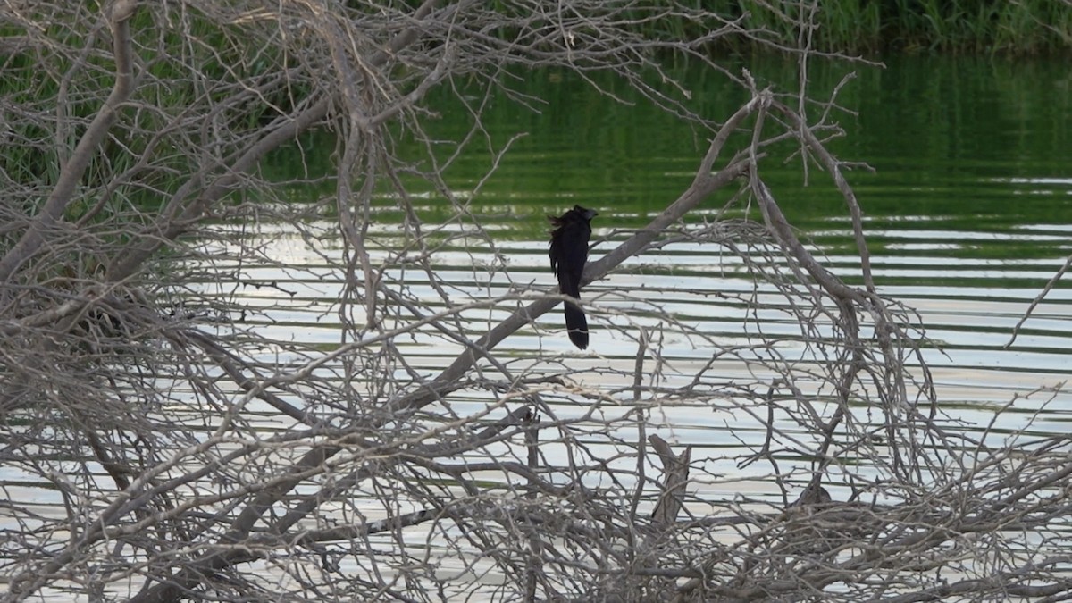 Groove-billed Ani - ML647761194