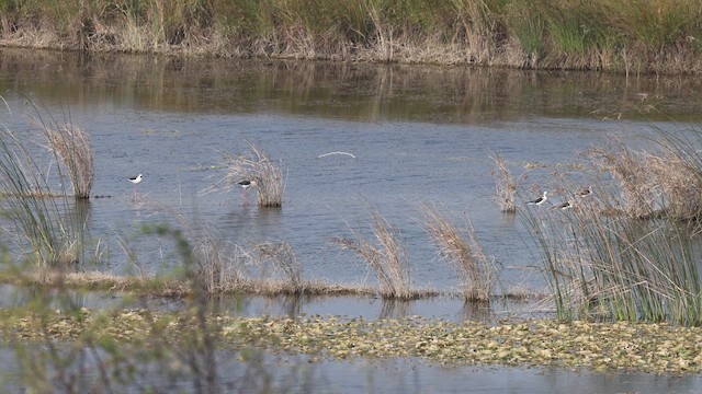 Black-winged Stilt - ML647761205