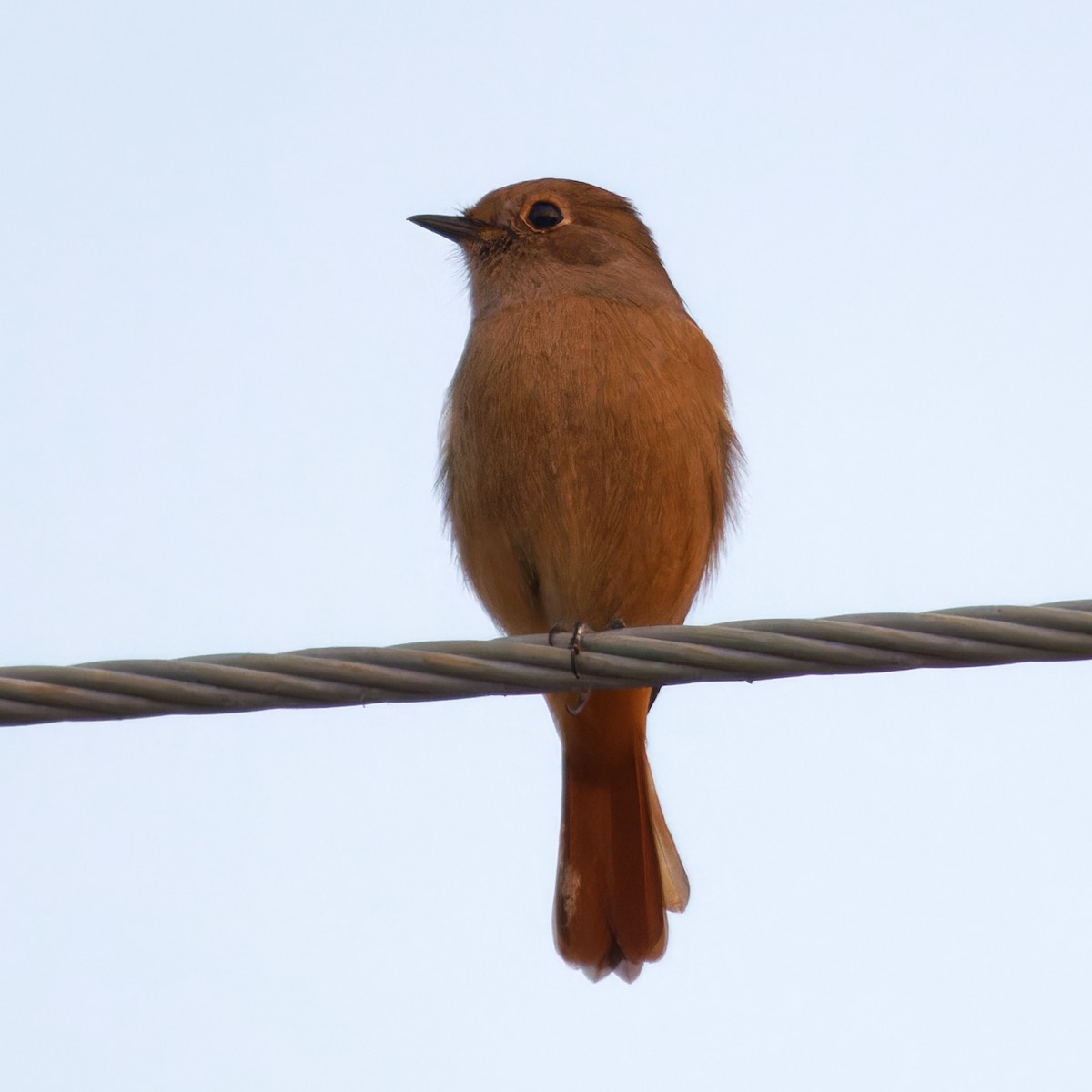 חכלילית סיבירית - ML647761211