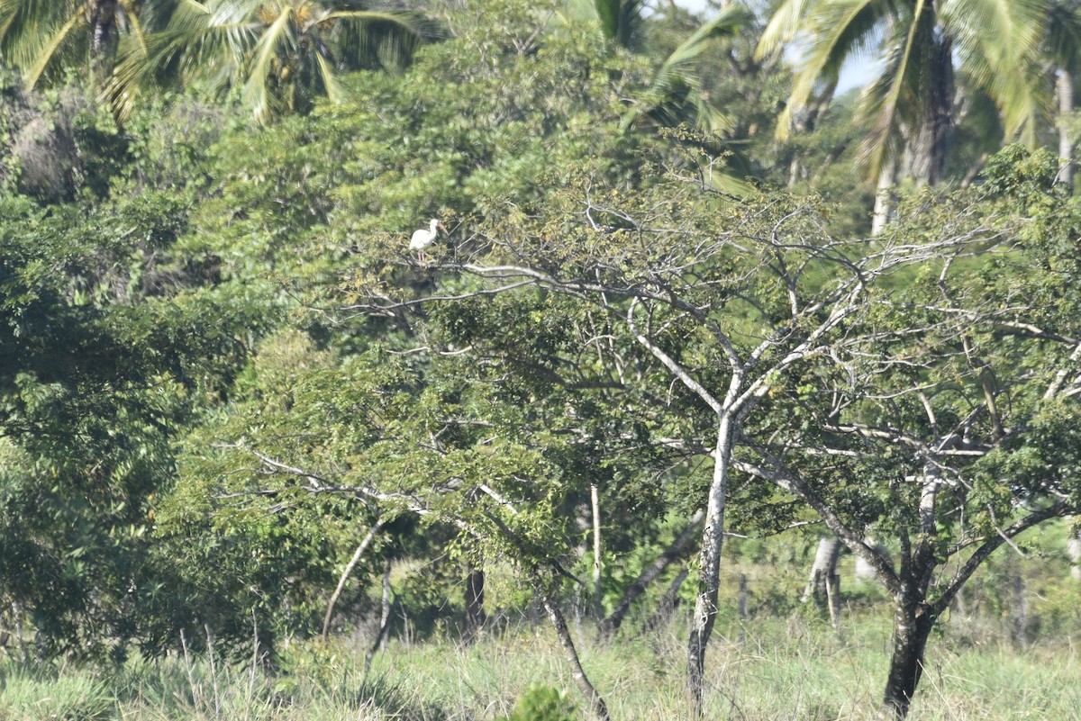 Corocoro Blanco - ML647761256