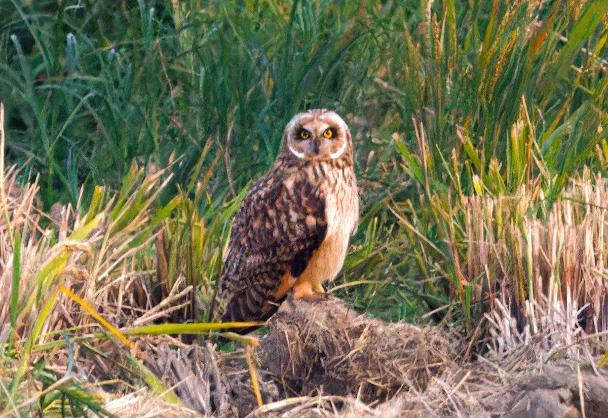 Kır Baykuşu - ML647761258