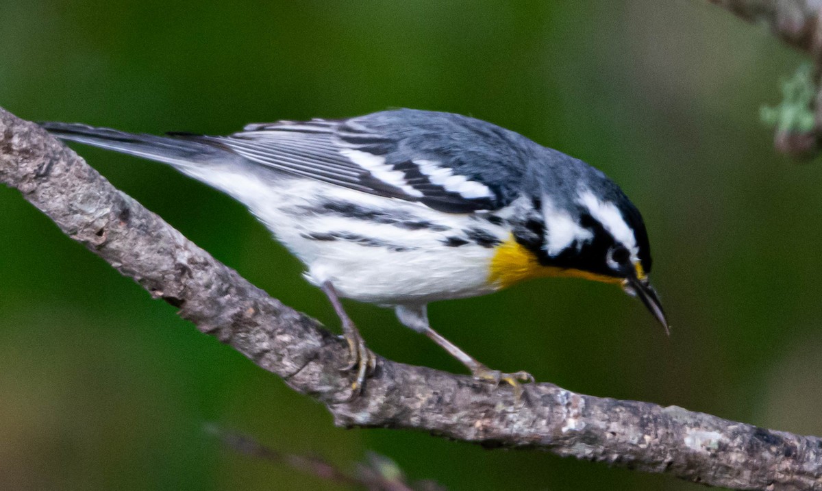 Paruline à gorge jaune - ML647761263
