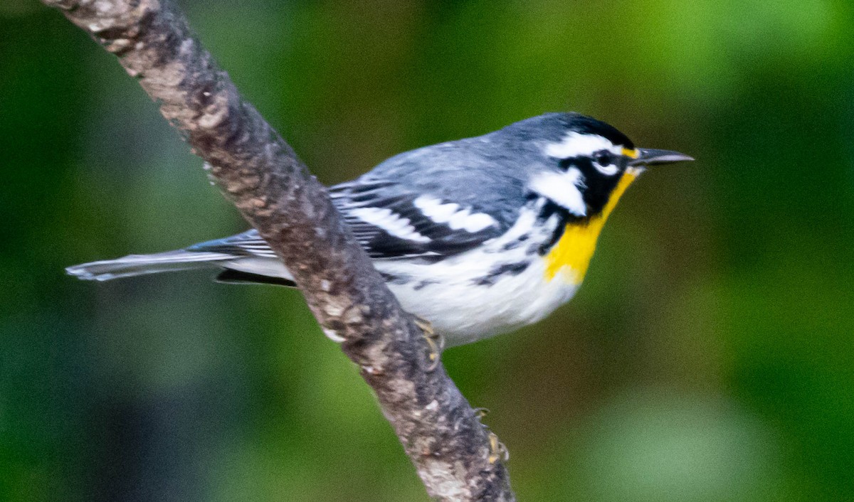 Paruline à gorge jaune - ML647761264