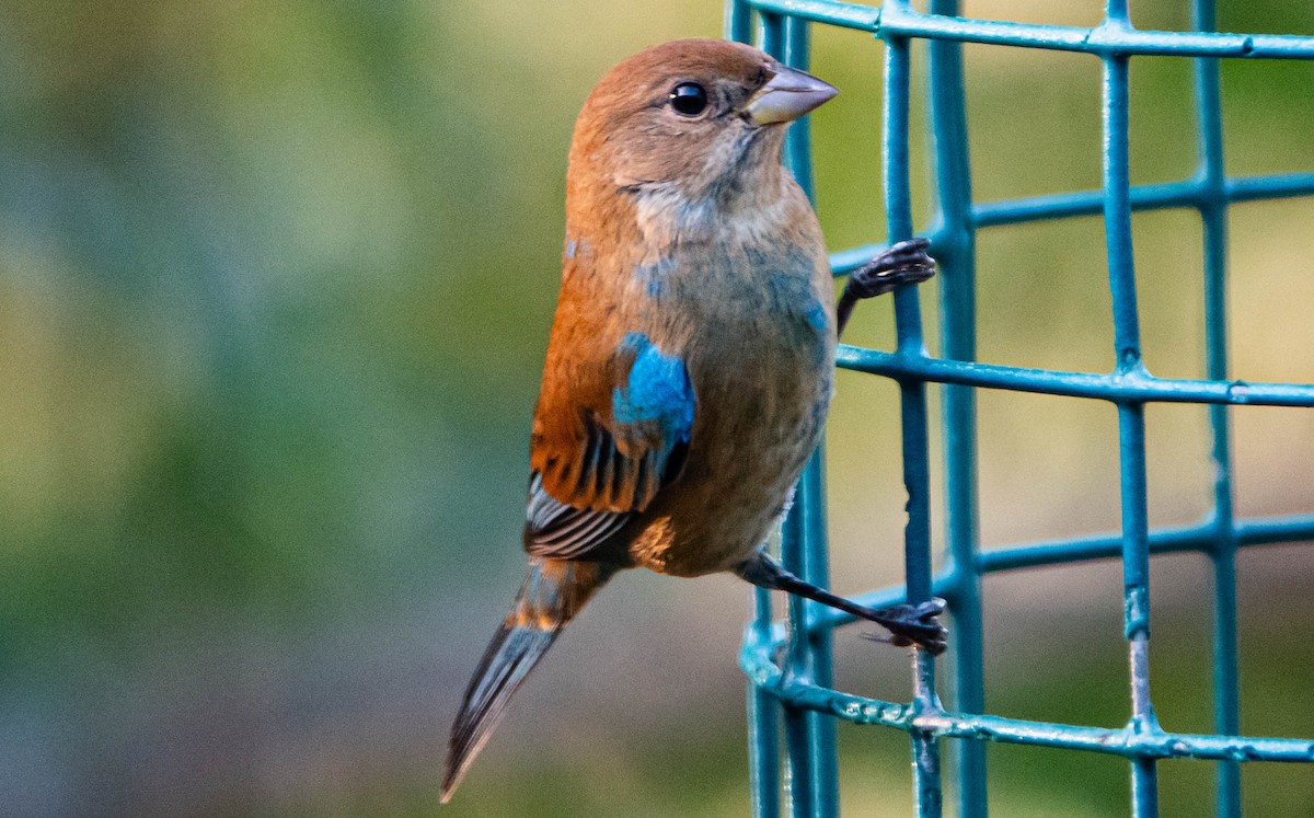 Indigo Bunting - ML647761269