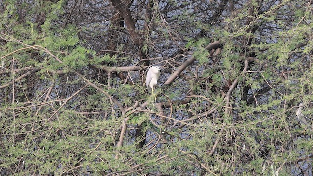 Black-crowned Night Heron - ML647761286