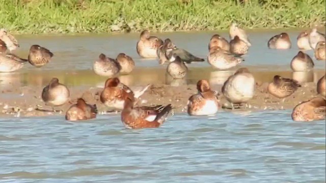 Wilson's Phalarope - ML647761292
