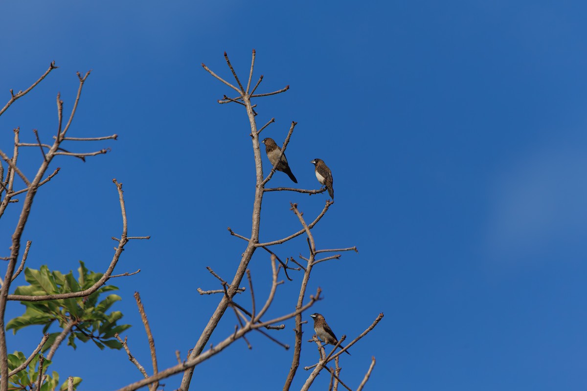 Beyaz Belli Munya - ML647761308