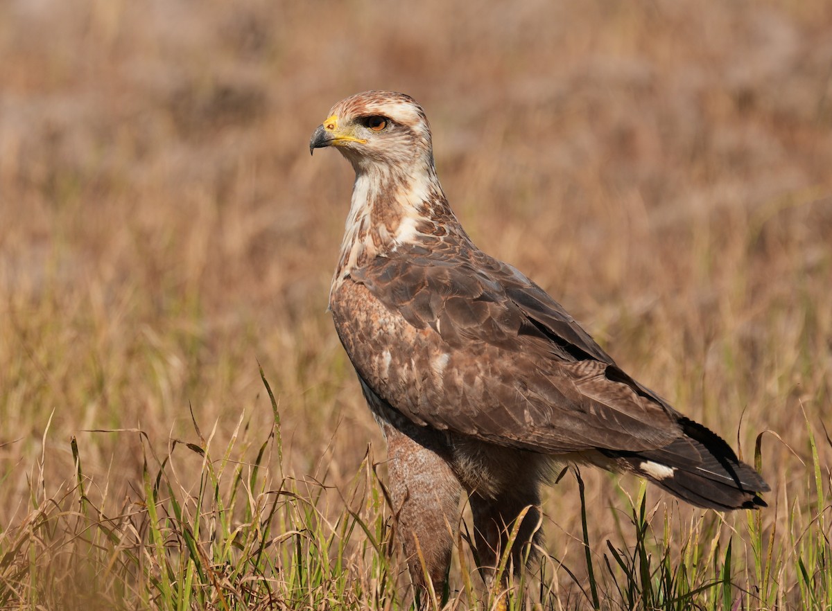 Otlak Şahini - ML647761311