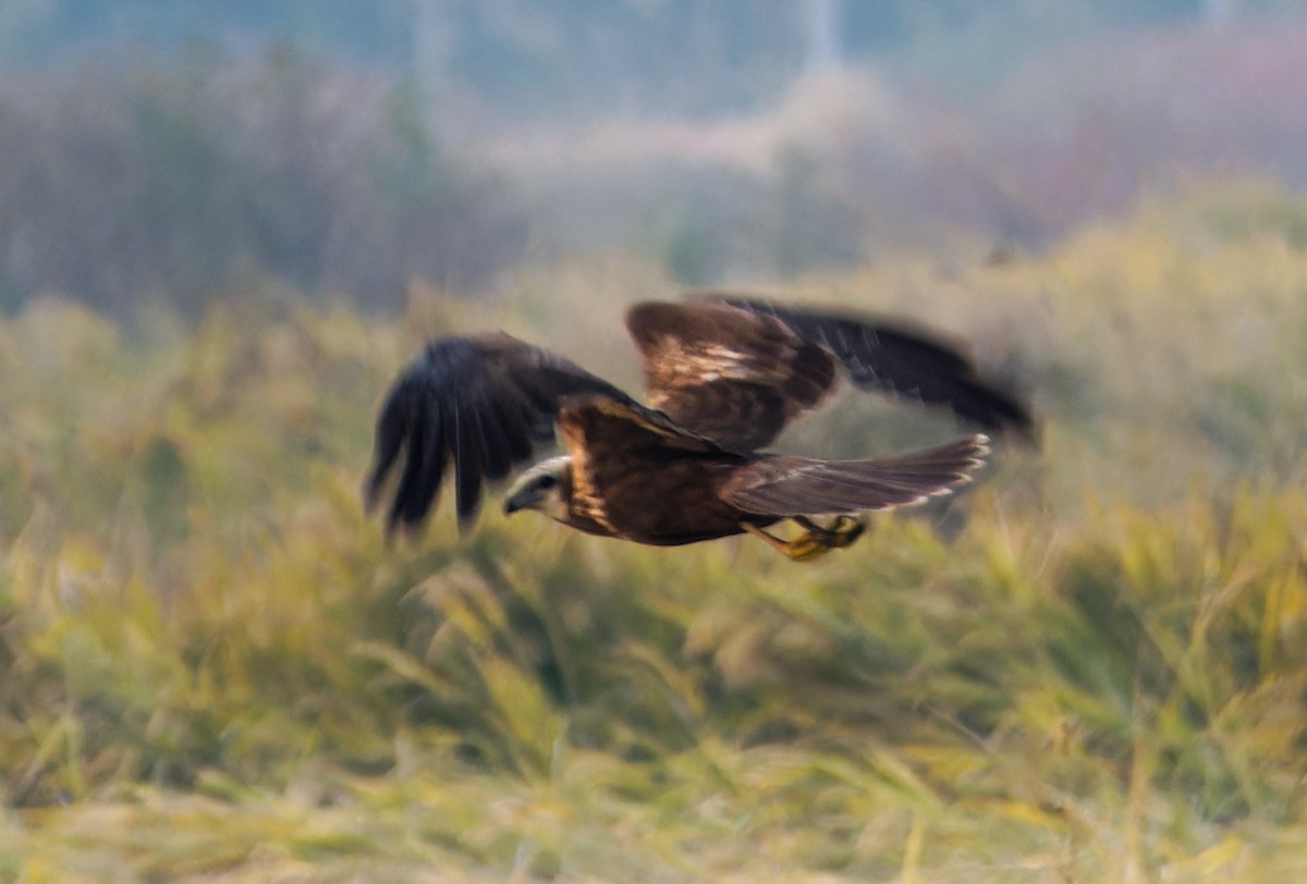 Eastern Marsh Harrier - ML647761313