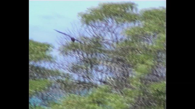 Christmas Shearwater - ML647761332