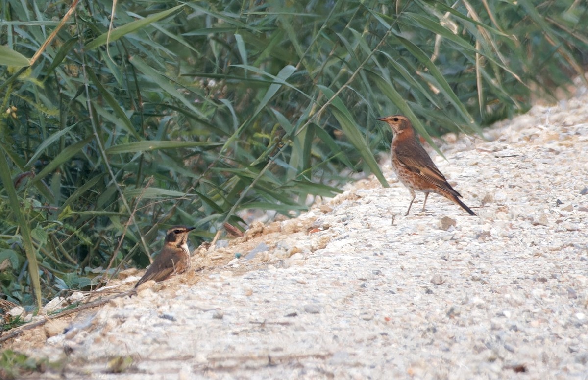 Naumann's Thrush - ML647761338