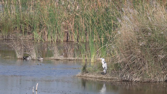 Gray Heron - ML647761339