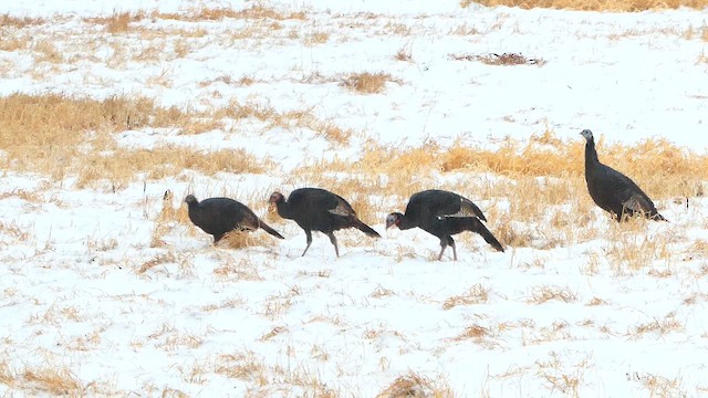 Wild Turkey - ML647761370