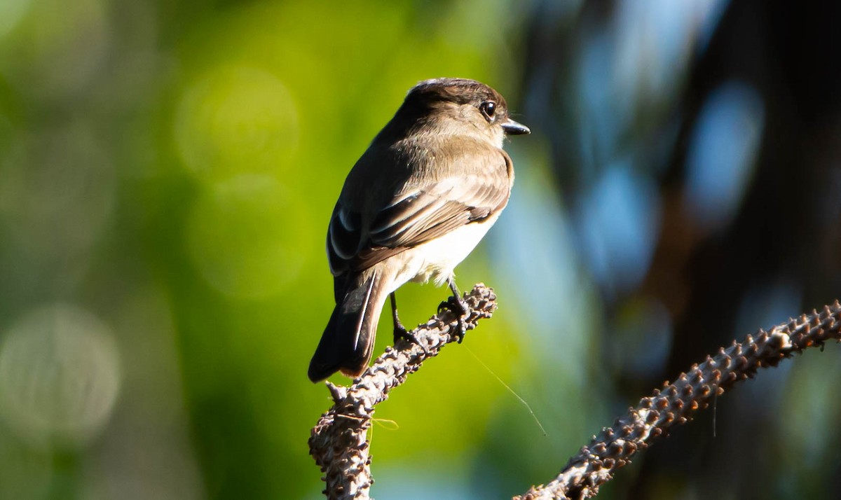 Eastern Phoebe - ML647761375