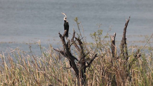 Oriental Darter - ML647761388