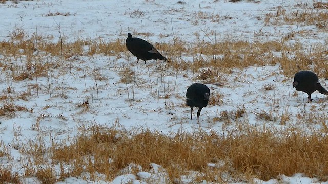 Wild Turkey - ML647761392