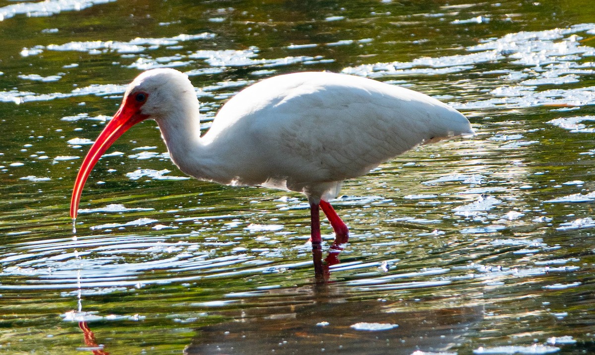 Corocoro Blanco - ML647761411
