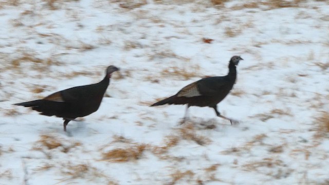 Wild Turkey - ML647761446