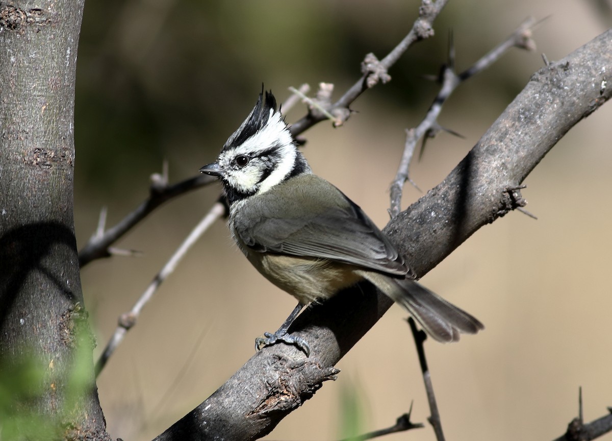 Bridled Titmouse - ML647761468