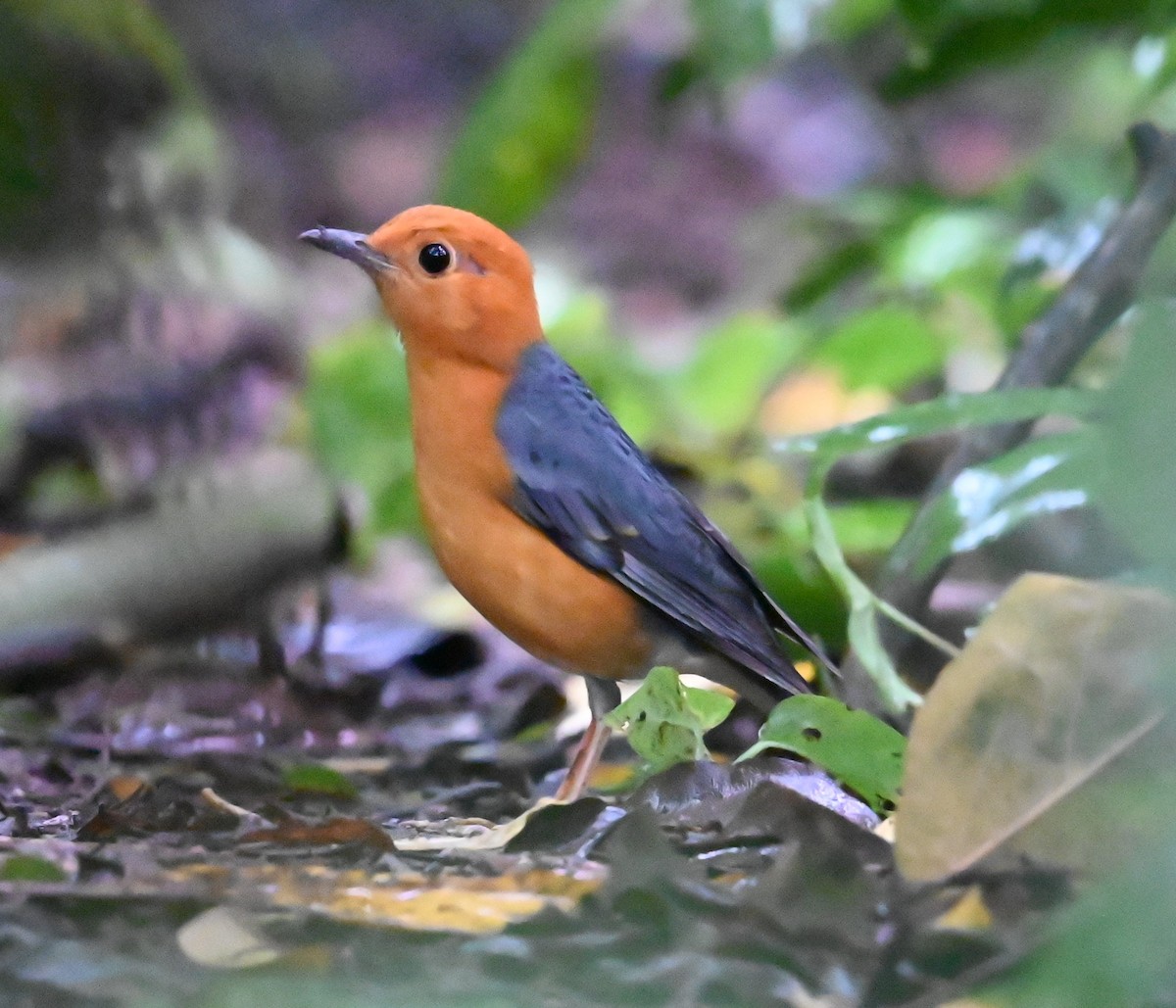 Orange-headed Thrush - ML647761469