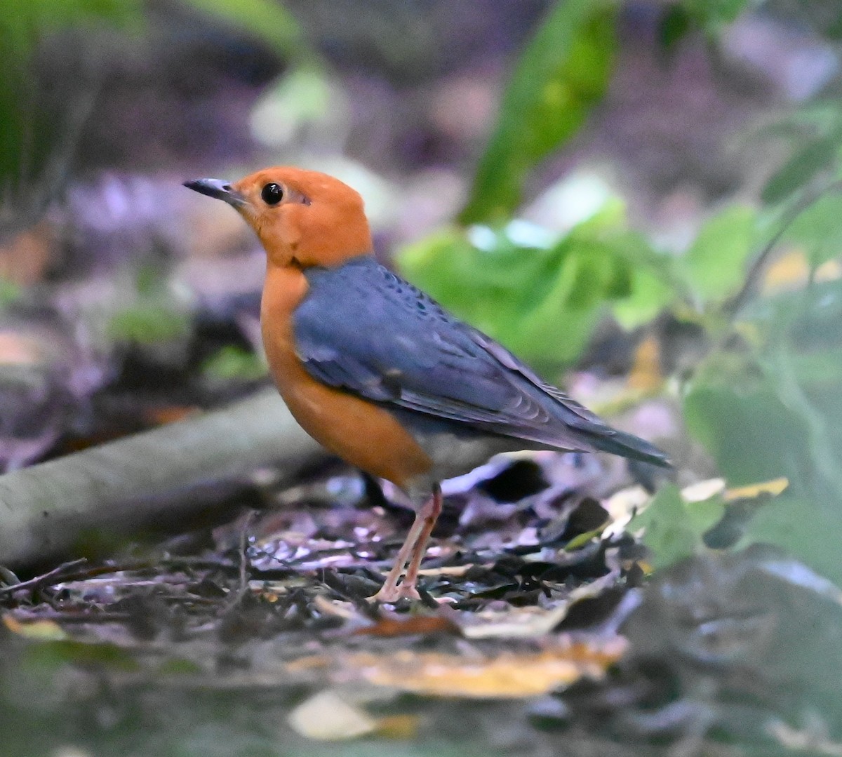 Orange-headed Thrush - ML647761472