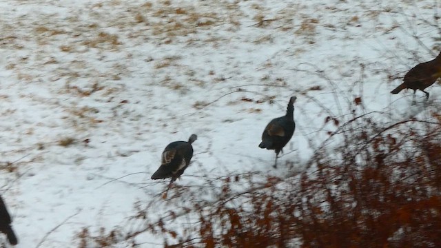 Wild Turkey - ML647761473