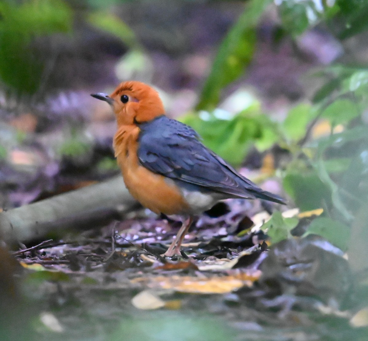 Orange-headed Thrush - ML647761481