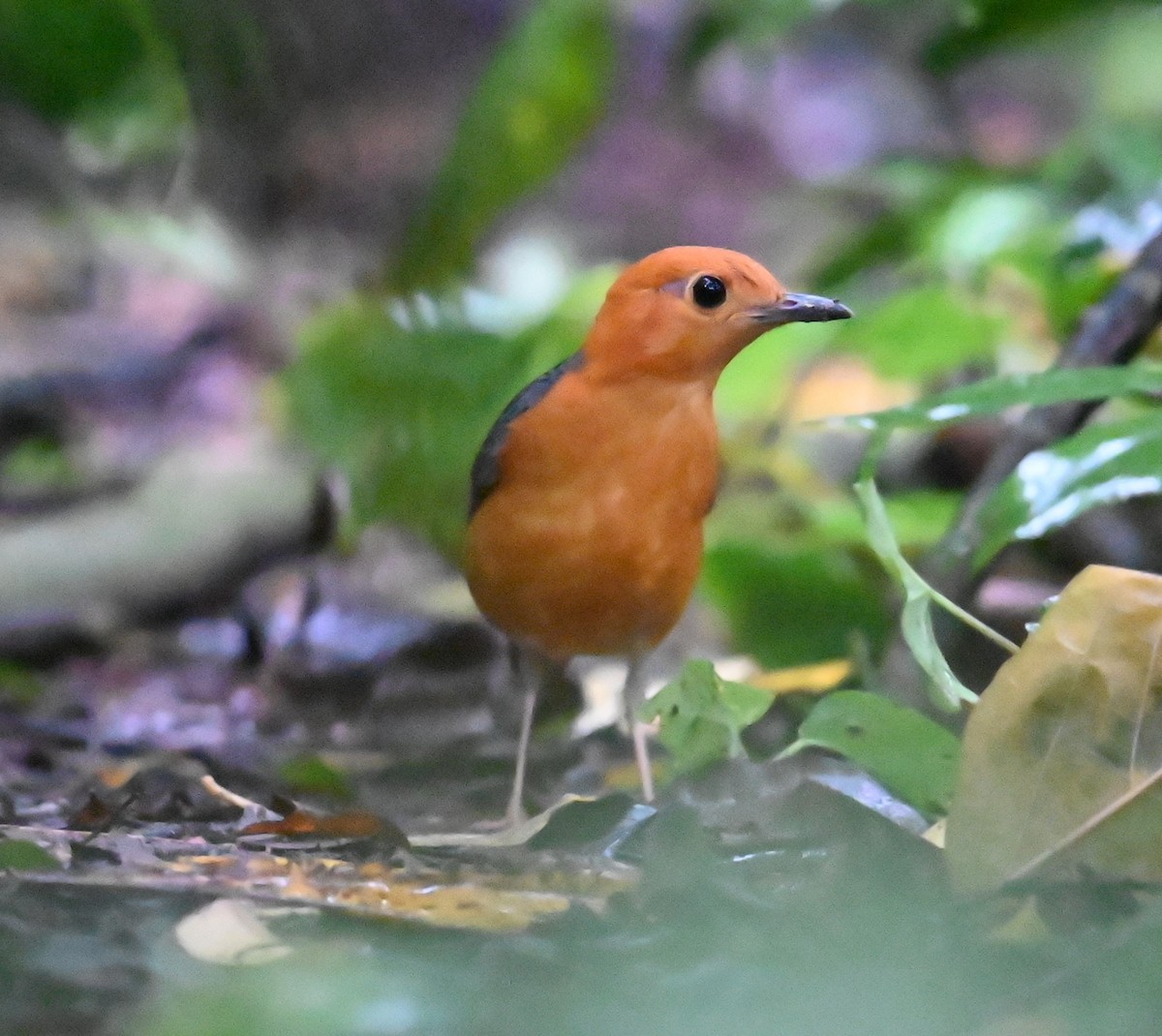 Orange-headed Thrush - ML647761486