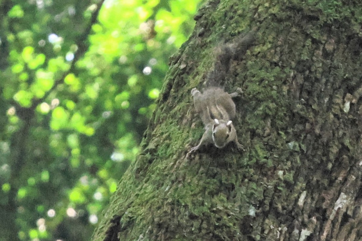 Белка Бема - ML647761487