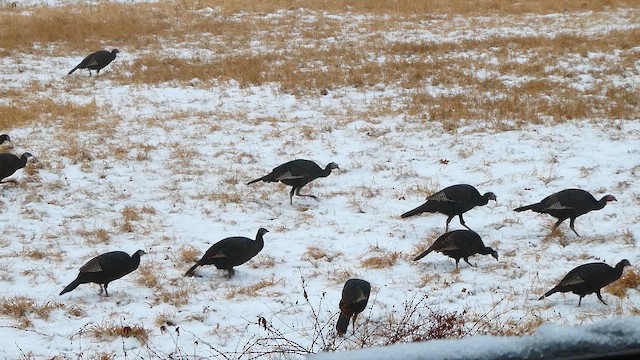 Wild Turkey - ML647761511