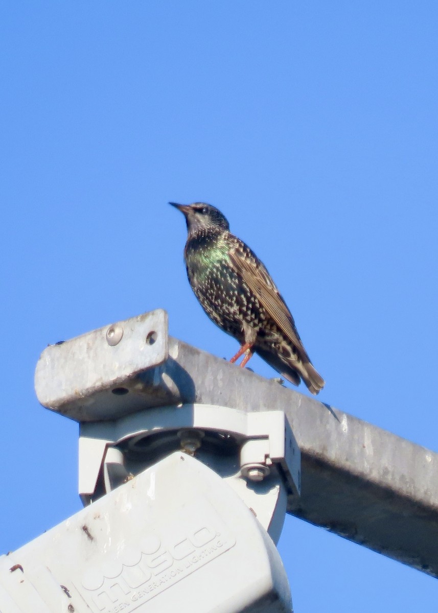 European Starling - ML647761536
