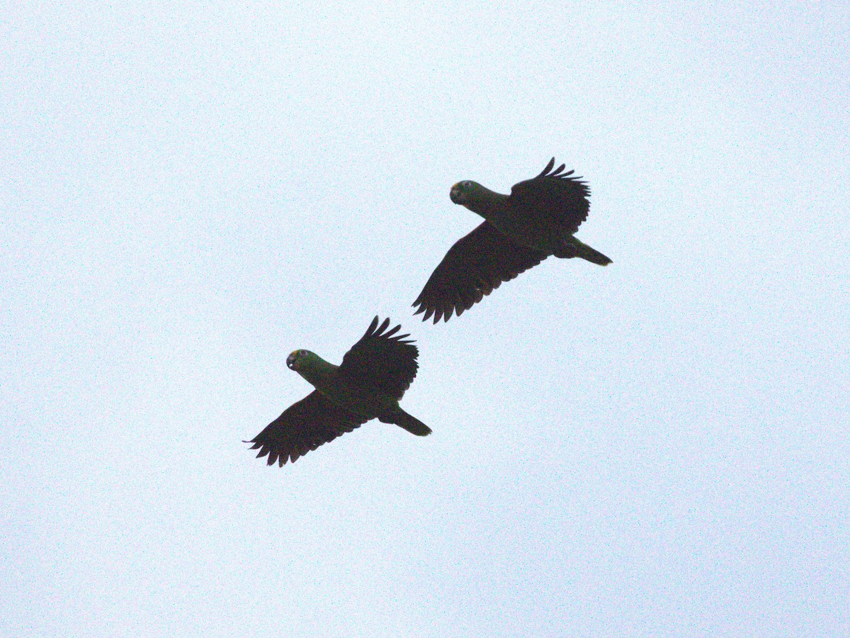 キビタイボウシインコ - ML647761548