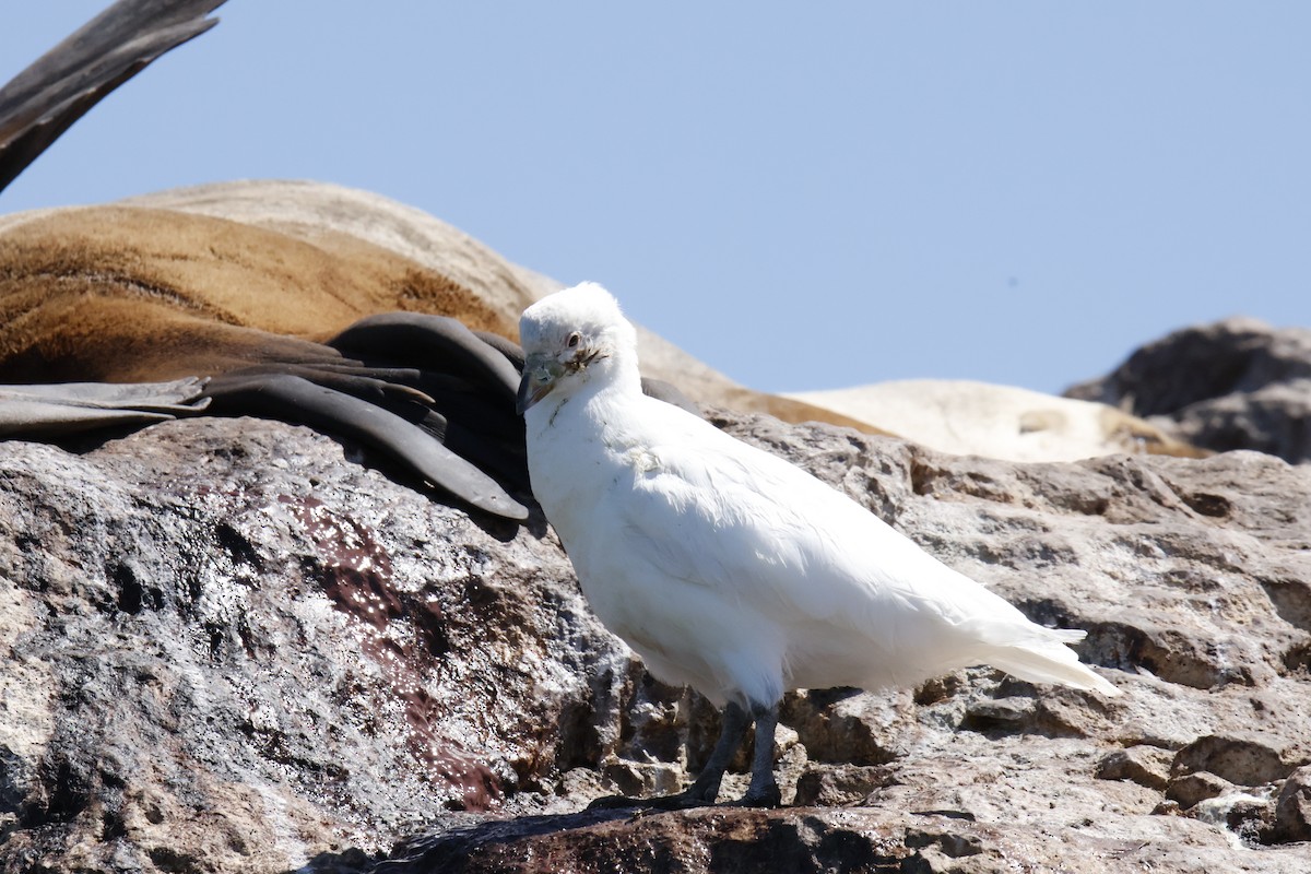 Snowy Sheathbill - ML647761573