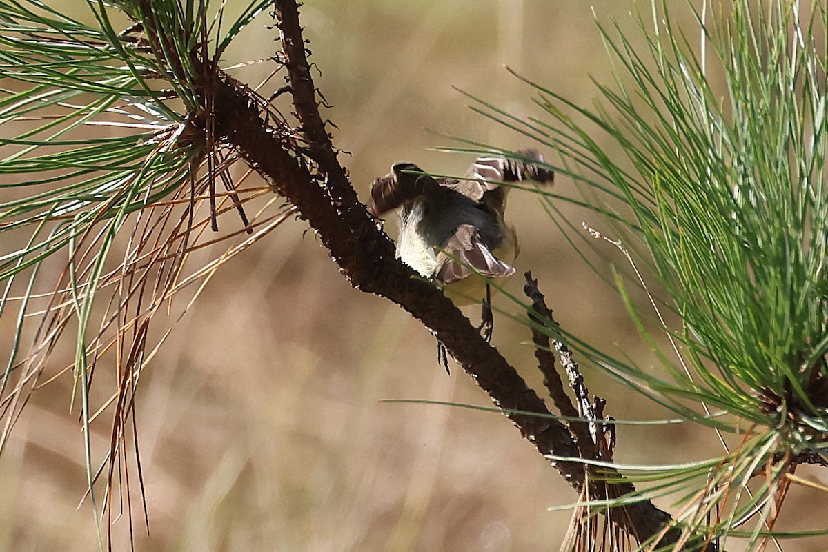 Eastern Phoebe - ML647761586