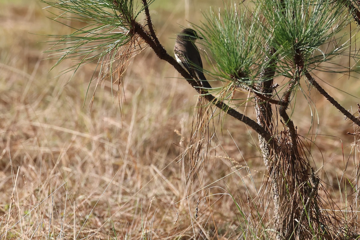 Eastern Phoebe - ML647761587