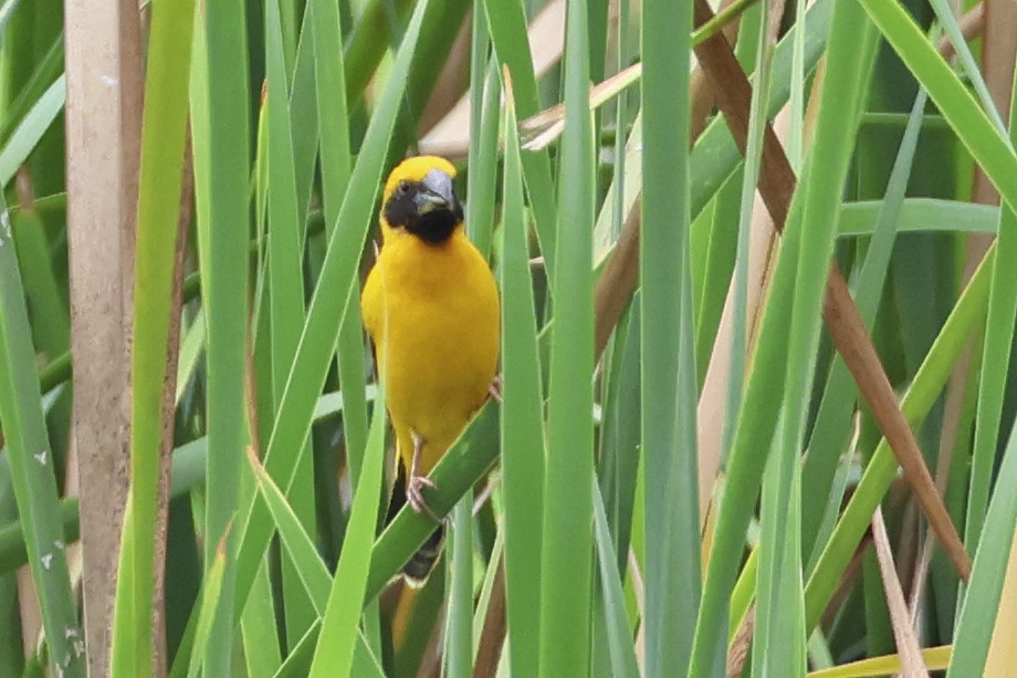 Asian Golden Weaver - ML647761611